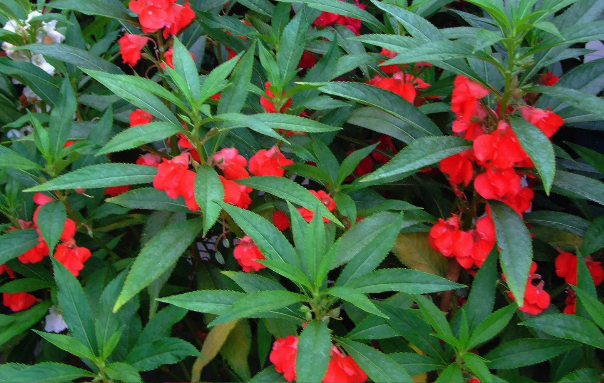 指甲花怎麼防治灰黴病 ?