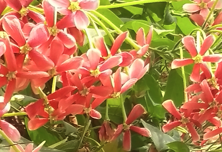 使君子是什麼花卉,有什麼特點?