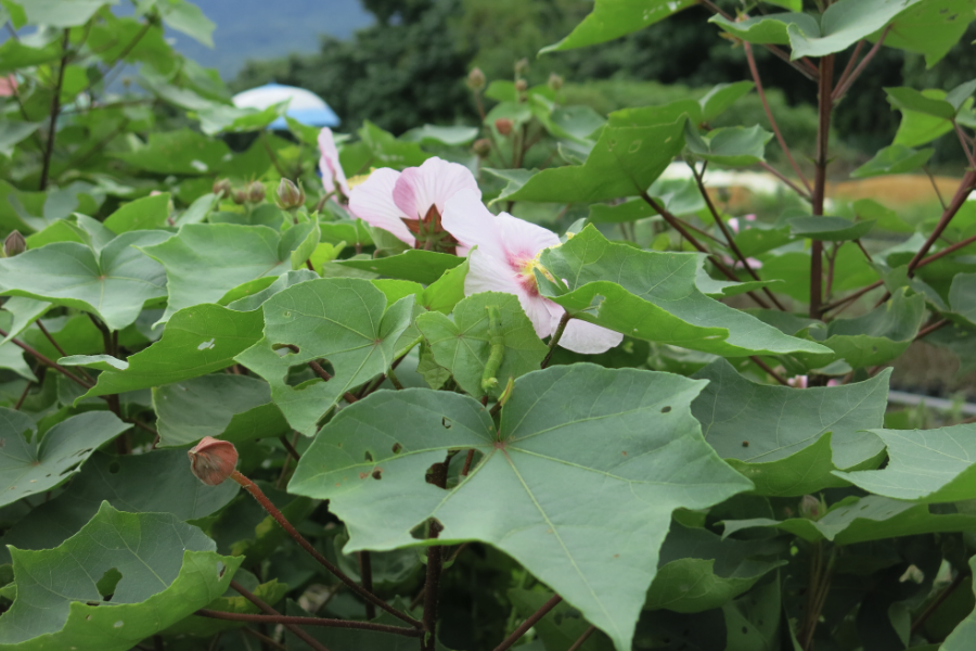 山芙蓉是什麼植物,有什麼形態特點?