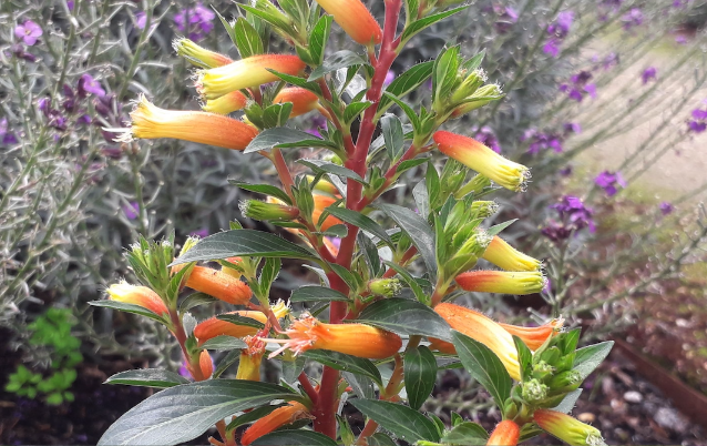 小瓣萼距花怎麼防蟲 ?