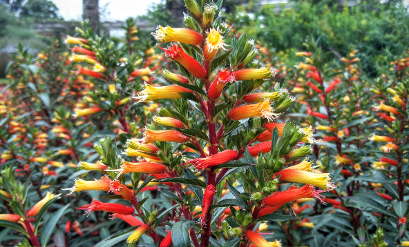 小瓣萼距花怎麼防蟲 ?