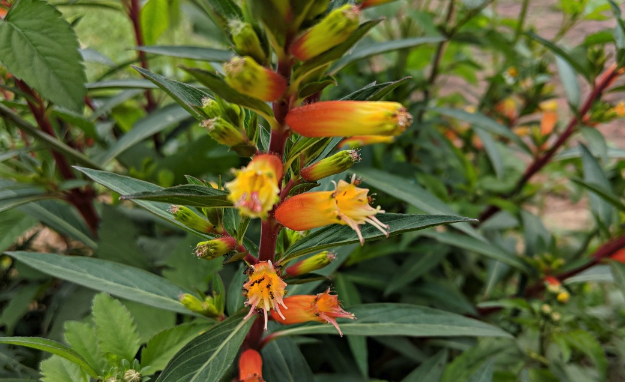 小瓣萼距花出現葉片腐爛的原因 ?