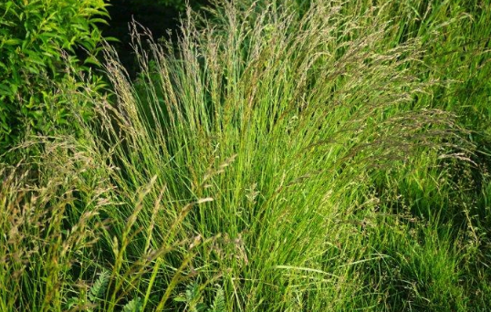 葦狀羊茅多次種植怎麼改良土壤 ?