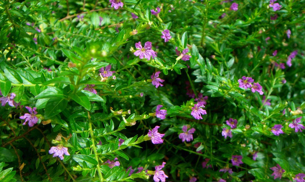 細葉萼距花高海拔地區可以種植嗎?