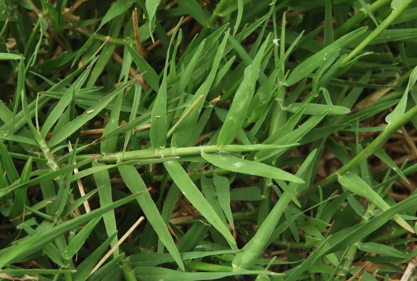 風沙地區可以種植百喜草嗎?