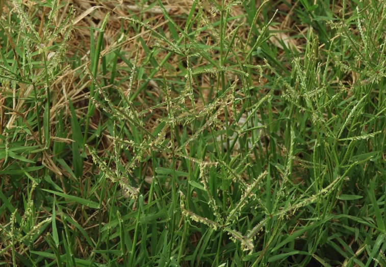 風沙地區可以種植百喜草嗎?