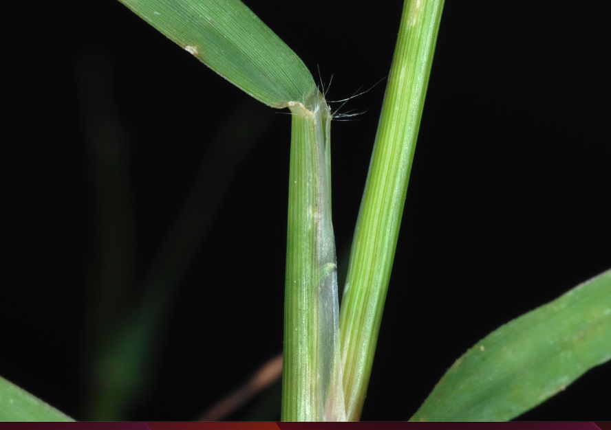百喜草種子播種前需要怎麼處理?