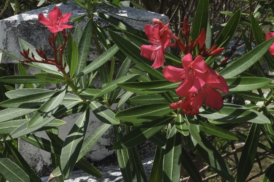 白花夾竹桃可以淨化室內空氣嗎?
