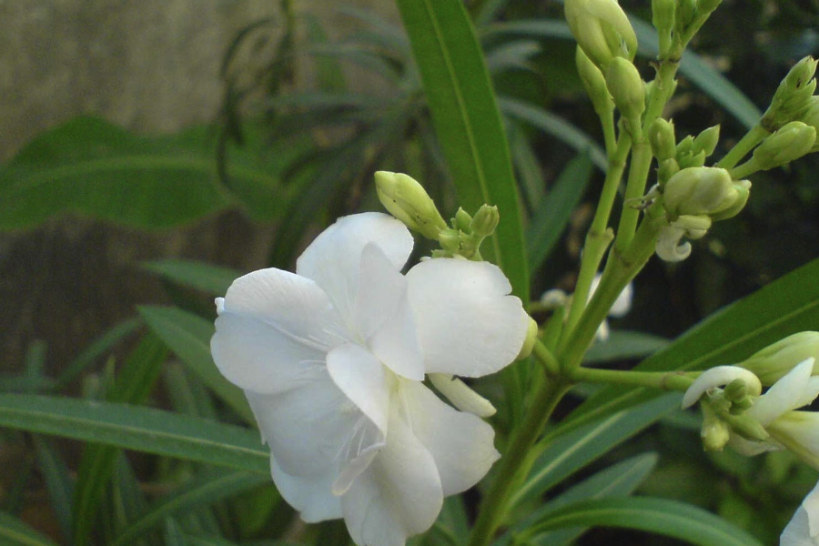 白花夾竹桃扡插選擇什麼莖段?