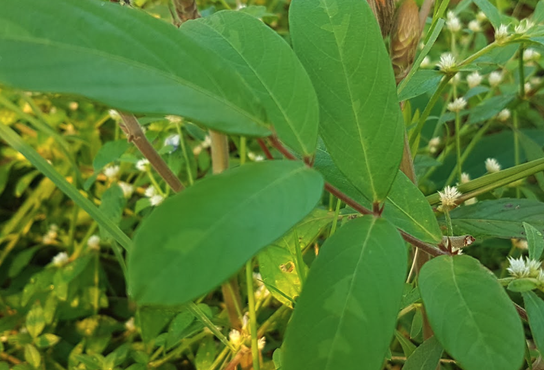 貓尾草需要噴施什麼農藥?