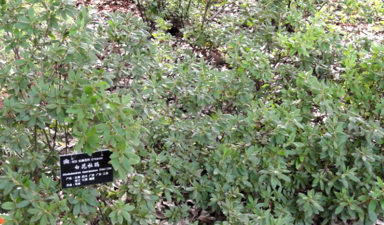 平戶杜鵑葉片黃色鏽斑怎麼回事?