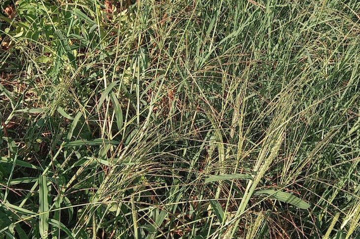 馬唐適宜什麼生長環境?
