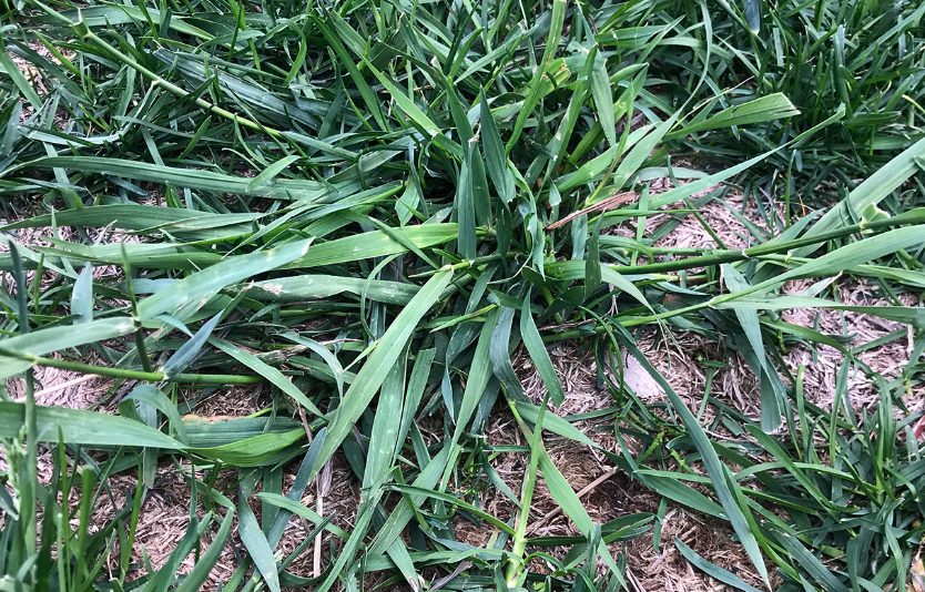 馬唐的栽培土壤要求?