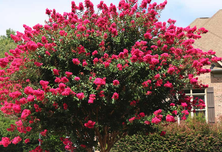 滿堂紅播種前怎麼處理土壤?