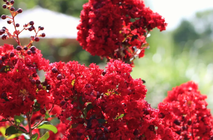 滿堂紅播種前怎麼處理土壤?