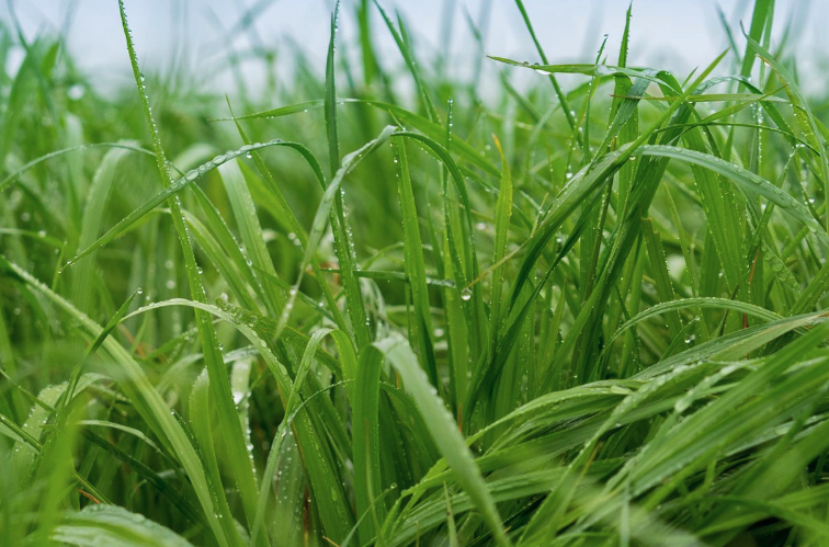 牧草土壤施用尿素有什麼好處?