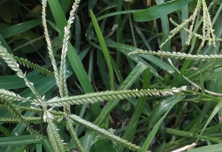 牛筋草有什麼藥用價值?