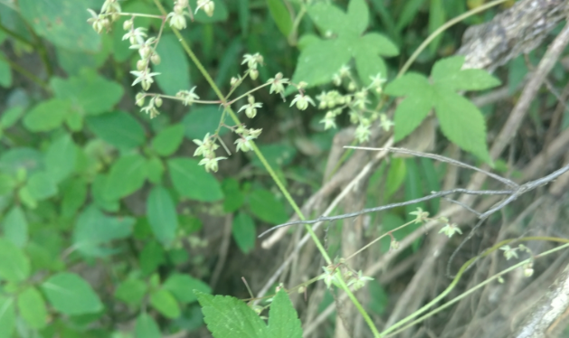 葎草怎麼處理可以用來消炎?