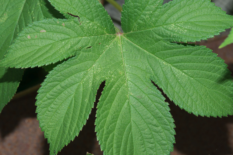 葎草怎麼處理可以用來消炎?
