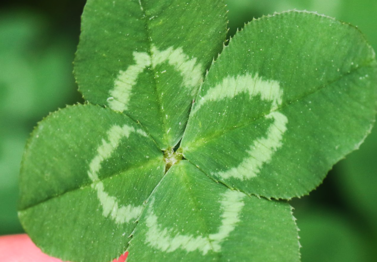 三葉草葉片變黑黴爛的原因?