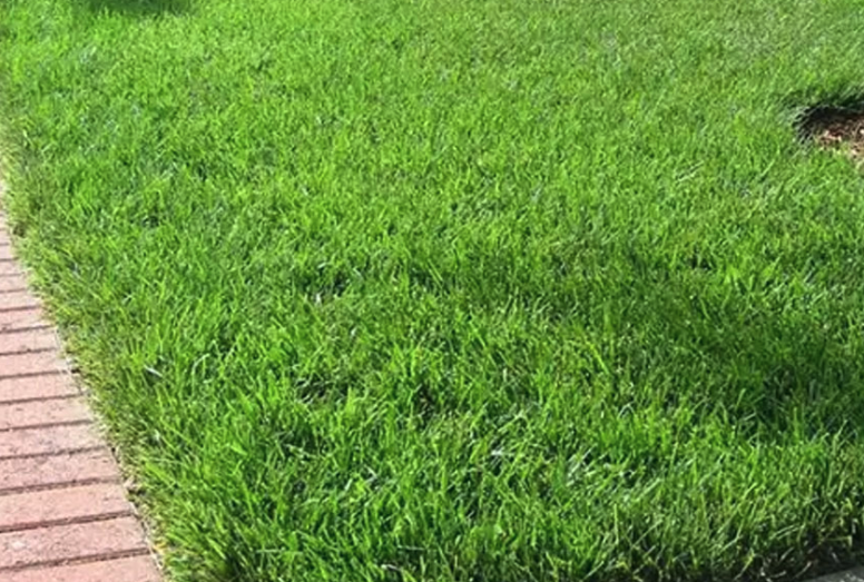 高羊茅的營養價值怎麼樣?