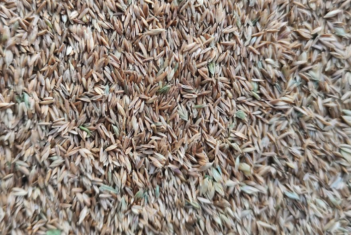 高羊茅的營養價值怎麼樣?