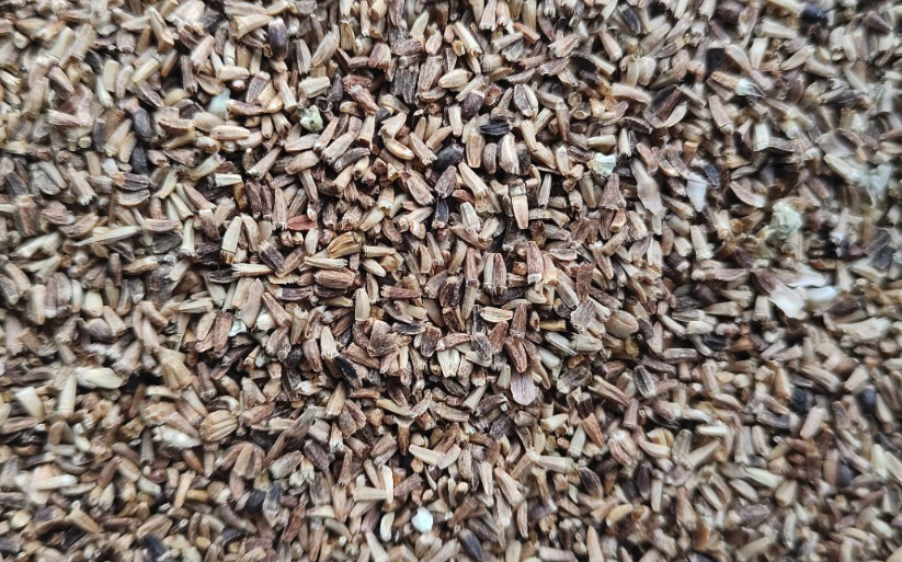 高羊茅種植過程中怎麼除草?