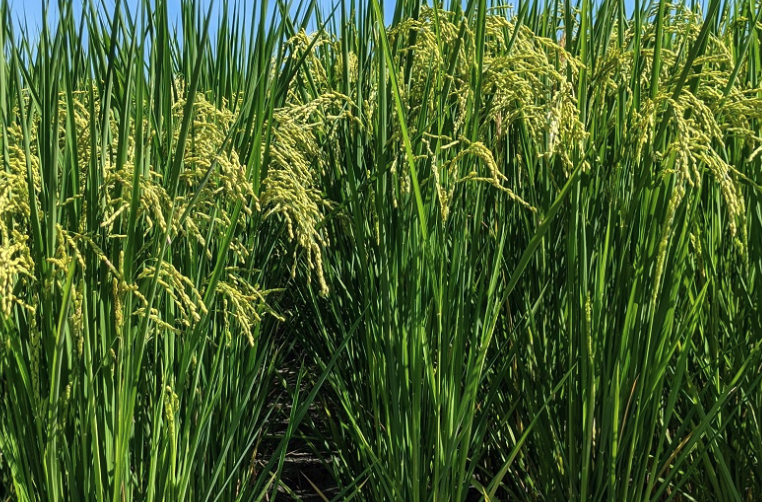 老芒麥對氮肥的需求量怎麼樣?
