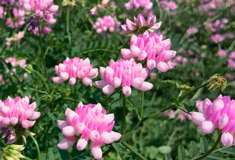 小冠花怎麼進行種子繁殖?