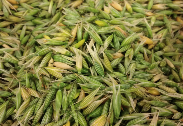 燕麥出苗後怎麼除草維護?