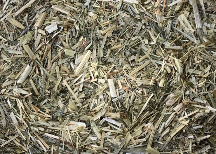 黑穗病流行地區怎麼播種?