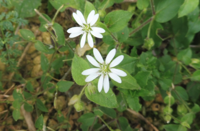 鵝腸菜含有什麼營養成分?