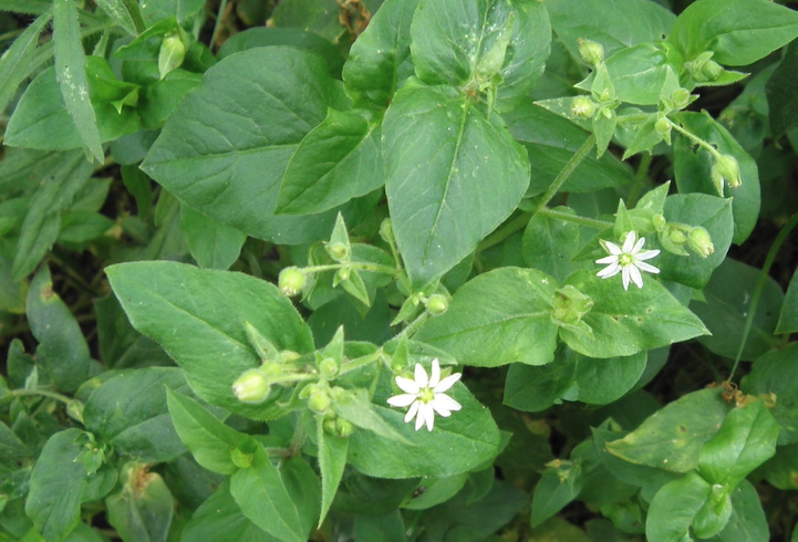 鵝腸菜含有什麼營養成分?
