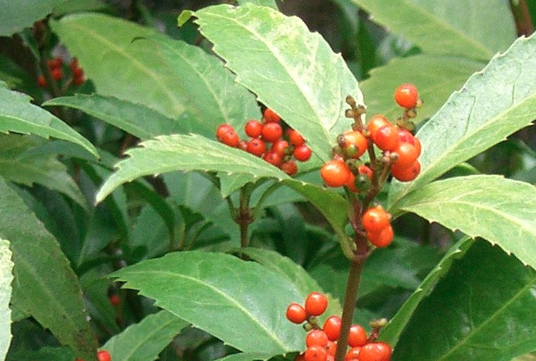 紅果金栗蘭冬天怎麼進行維護?
