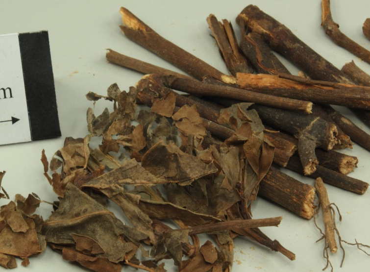 紅果金栗蘭冬天怎麼進行維護?