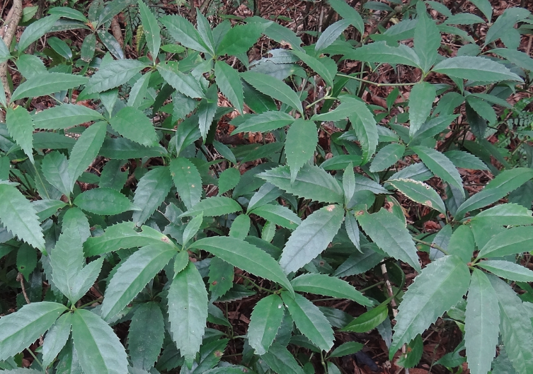 紅果金栗蘭怎麼去除白粉虱?