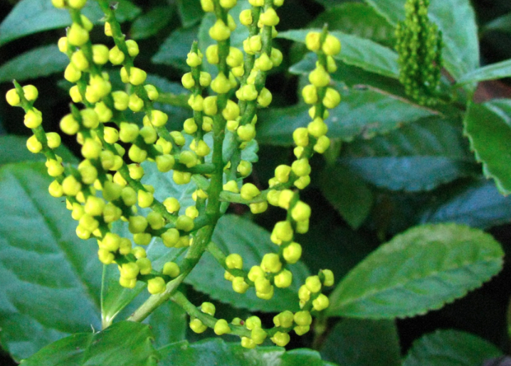 紅果金栗蘭怎麼去除白粉虱?