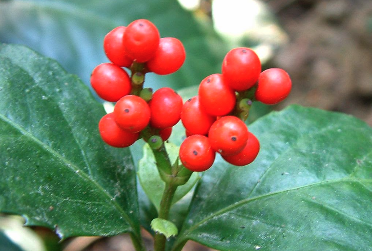 紅果金栗蘭出現蚜蟲怎麼消滅?