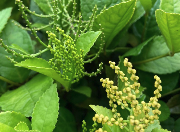 紅果金栗蘭出現蚜蟲怎麼消滅?
