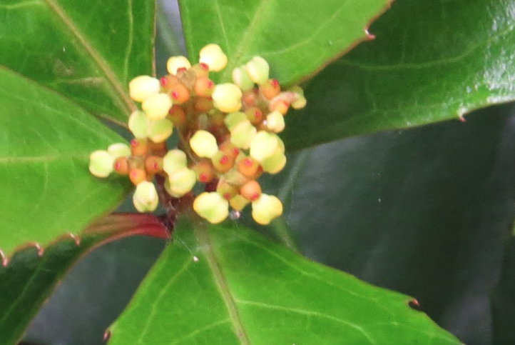 紅果金栗蘭容易感染哪些蟲害?