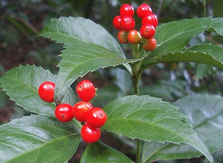 紅果金栗蘭需水量怎麼樣?