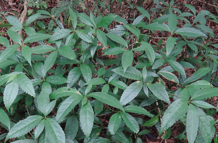 紅果金栗蘭需水量怎麼樣?