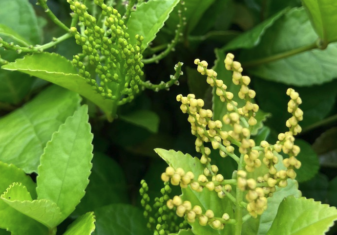 紅果金栗蘭怎麼選擇盆栽基質?