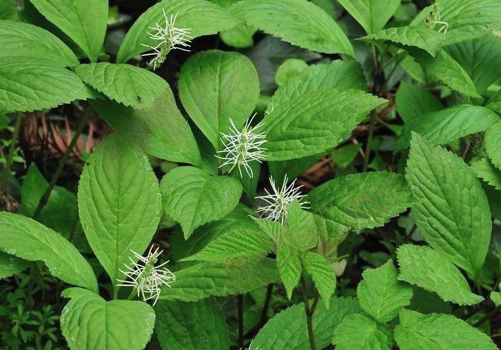 紅果金栗蘭有什麼花語和寓意?
