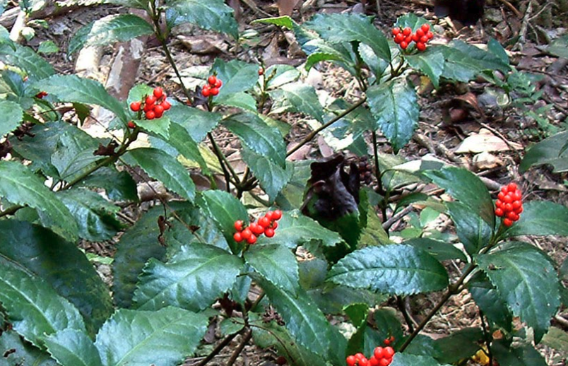 紅果金栗蘭有什麼花語和寓意?
