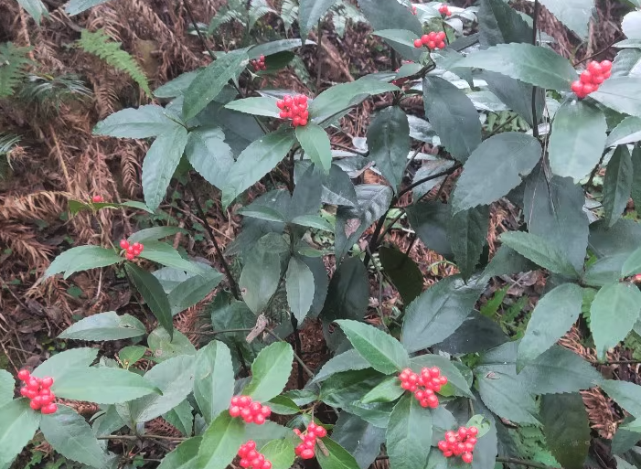 紅果金栗蘭的花朵有什麼美感和特點?