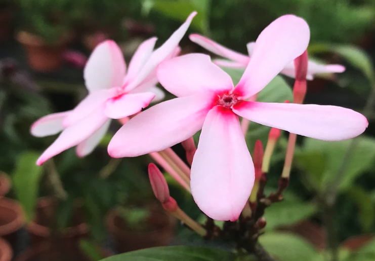 紅花蕊木怎麼治療白粉病?