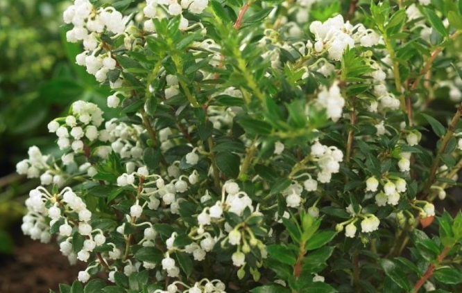 麗果木果實風味怎麼樣?