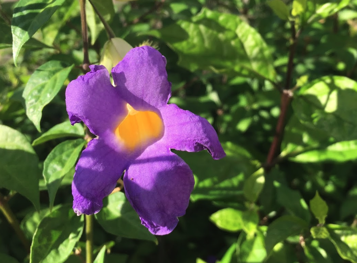 立鶴花2024年最新花語是什麼?