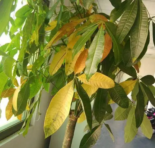 發財樹一天比一天黃怎麼辦?